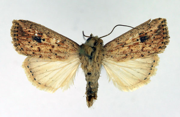 /filer/webapps/moths/media/images/B/brantsii_Mythimna_AM_Aulombard.jpg