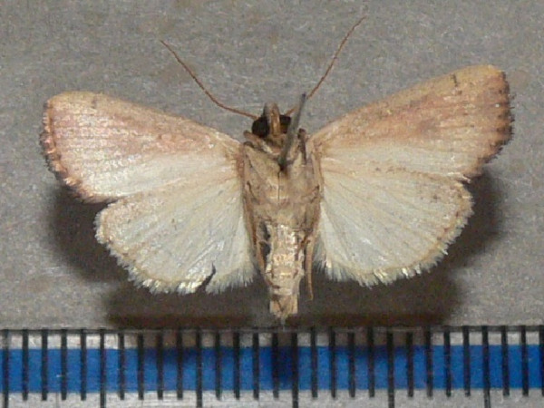 /filer/webapps/moths/media/images/B/brantsii_Mythimna_A_Goffb_01.jpg