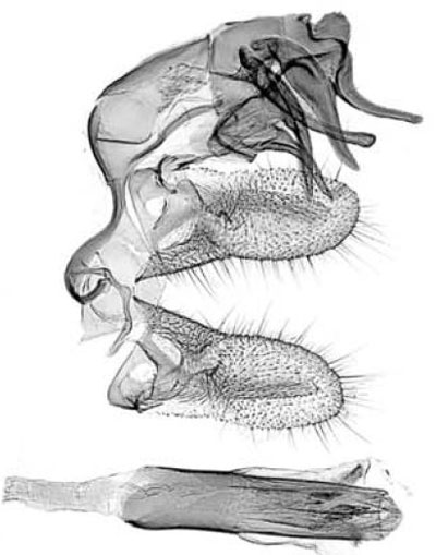 /filer/webapps/moths/media/images/B/brazzaella_Hilarographa_GMHT_MRSN.jpg