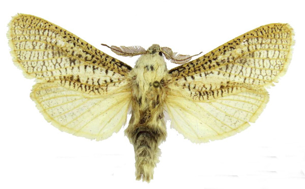 /filer/webapps/moths/media/images/B/brehmi_Azygophleps_PT_MWM.jpg