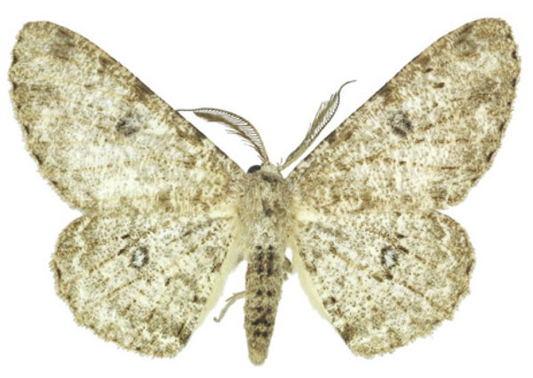 /filer/webapps/moths/media/images/B/breijeri_Colocleora_AM_ANHRT.jpg