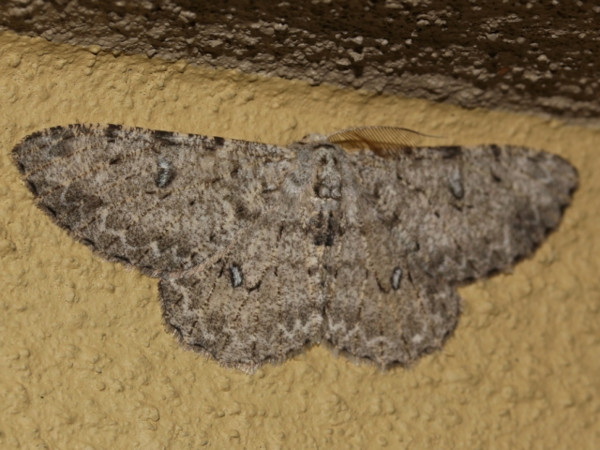 /filer/webapps/moths/media/images/B/breijeri_Colocleora_A_Roland.jpg