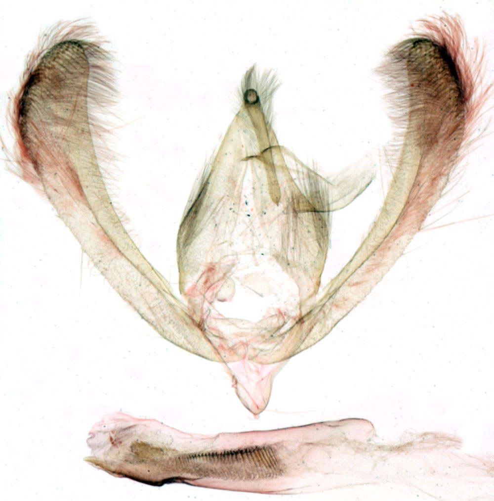 /filer/webapps/moths/media/images/B/brenierei_Raghuva_GMHT_MNHN_BL1089.jpg