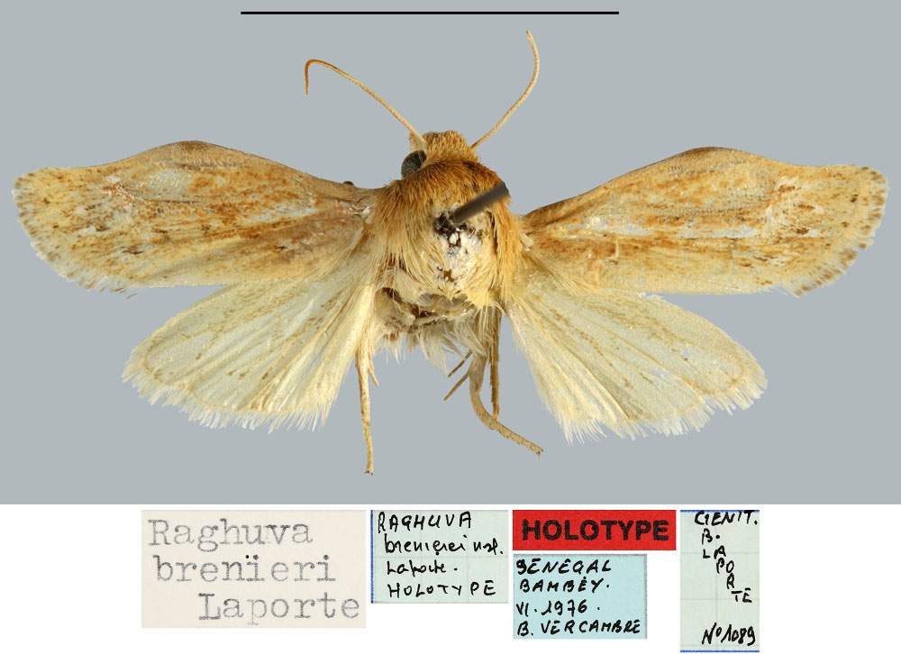 /filer/webapps/moths/media/images/B/brenierei_Raghuva_HT_MNHN.jpg