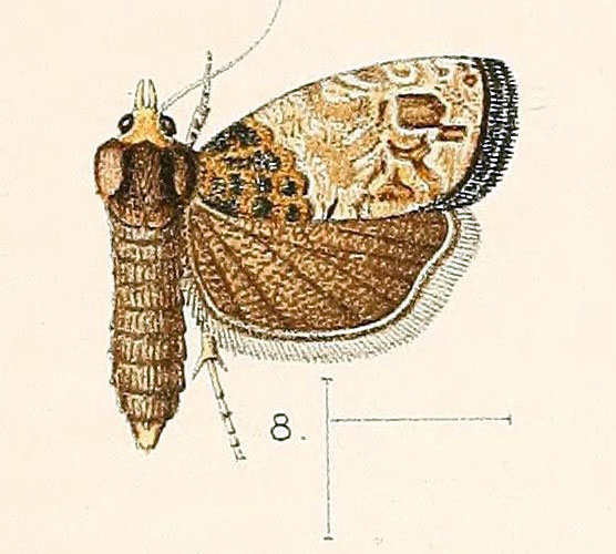 /filer/webapps/moths/media/images/B/brevibasana_Penthina_HT_Walsingham_1891_3-8.jpg