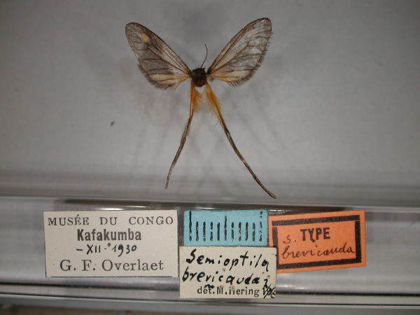 /filer/webapps/moths/media/images/B/brevicauda_Semioptila_HT_RMCA_01.jpg