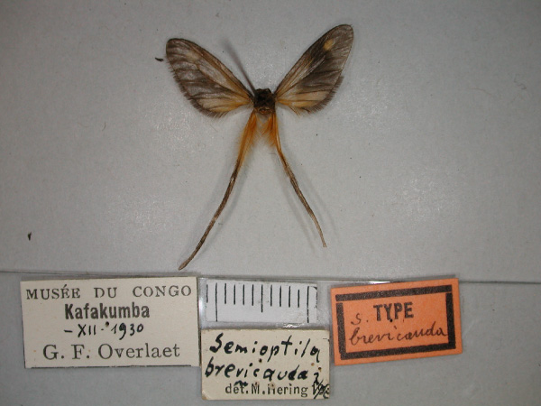 /filer/webapps/moths/media/images/B/brevicauda_Semioptila_HT_RMCA_02.jpg