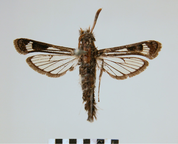 /filer/webapps/moths/media/images/B/brevicornis_Agriomelissa_HT_ZMHB.jpg