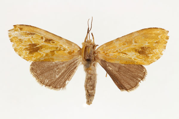 /filer/webapps/moths/media/images/B/brevicornis_Nyodes_AF_RMCA.jpg