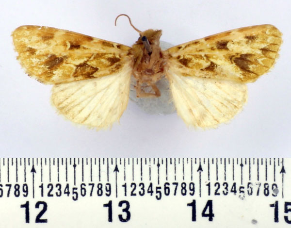 /filer/webapps/moths/media/images/B/brevicornis_Nyodes_AM_BMNH.jpg