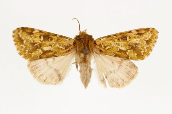 /filer/webapps/moths/media/images/B/brevicornis_Nyodes_AM_RMCA.jpg
