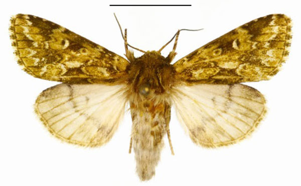 /filer/webapps/moths/media/images/B/brevicornis_Nyodes_A_DePrins.jpg