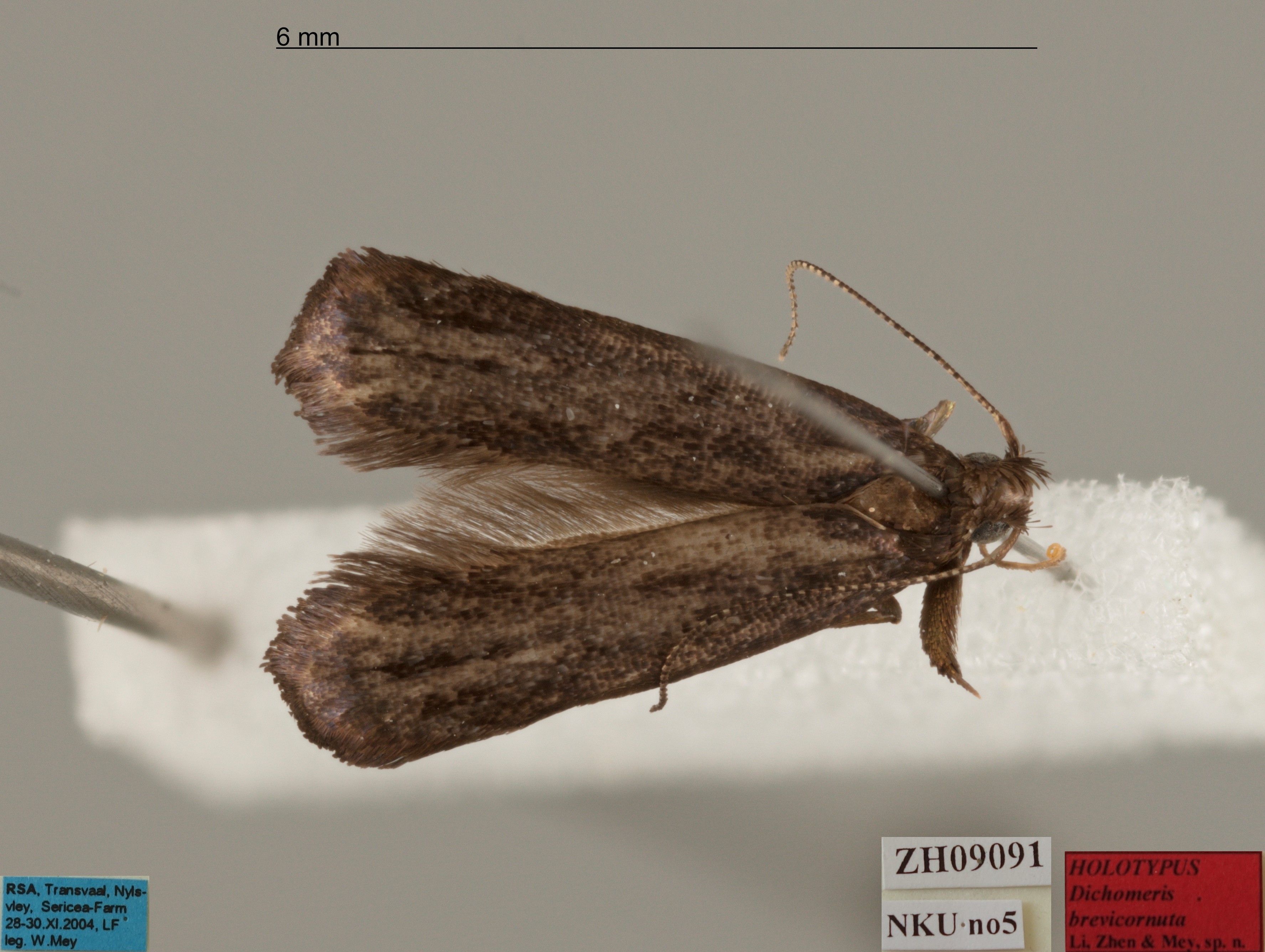 /filer/webapps/moths/media/images/B/brevicornuta_Dichomeris_MHT_MfN.jpg