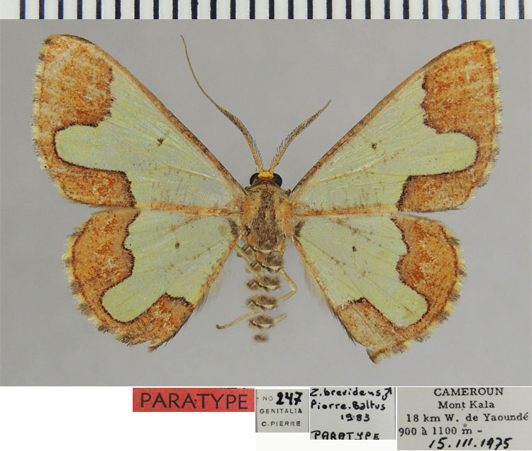 /filer/webapps/moths/media/images/B/brevidens_Zamarada_PTM_ZSMa.jpg