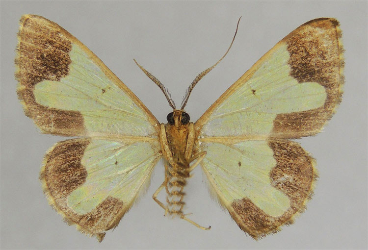 /filer/webapps/moths/media/images/B/brevidens_Zamarada_PTM_ZSMb.jpg
