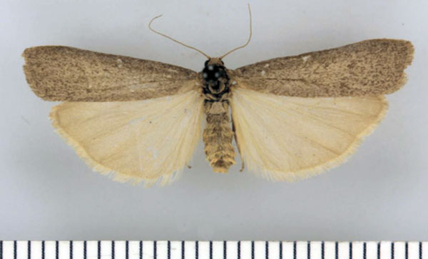 /filer/webapps/moths/media/images/B/brevilamina_Entephrilema_AF_TMSA.jpg