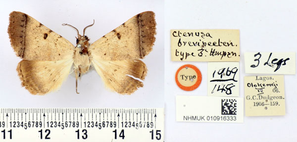 /filer/webapps/moths/media/images/B/brevipecten_Ctenusa_HT_BMNH.jpg