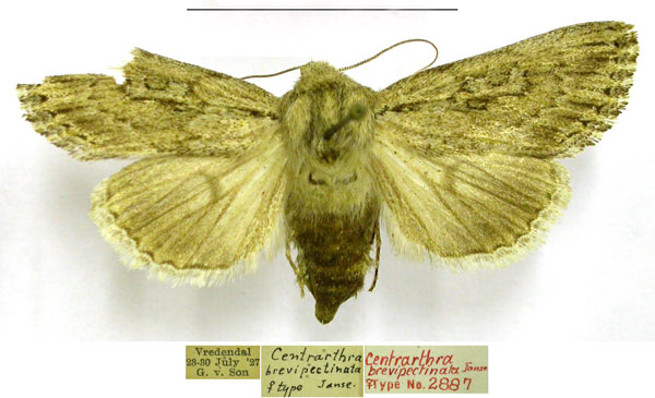 /filer/webapps/moths/media/images/B/brevipectinata_Centrartha_PTF_TMSA.jpg