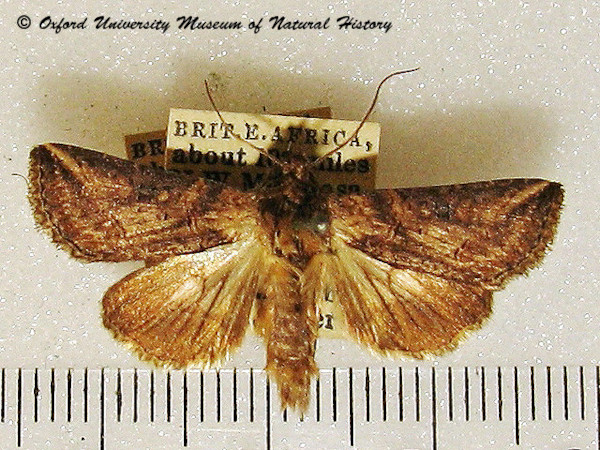 /filer/webapps/moths/media/images/B/brevipennis_Abrostola_A_OUMNH_01.jpg