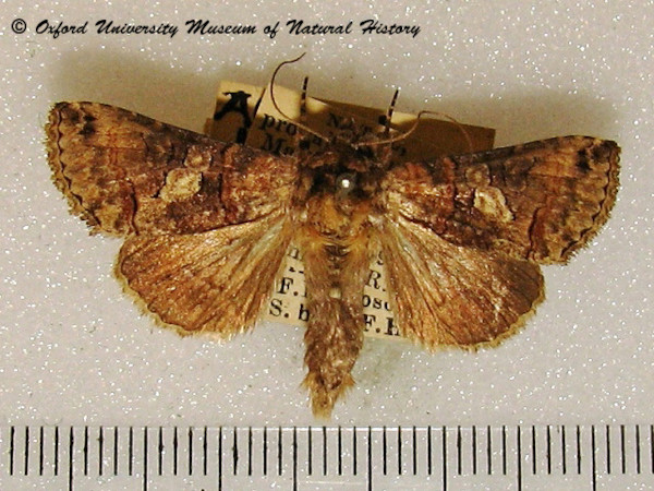 /filer/webapps/moths/media/images/B/brevipennis_Abrostola_A_OUMNH_02.jpg