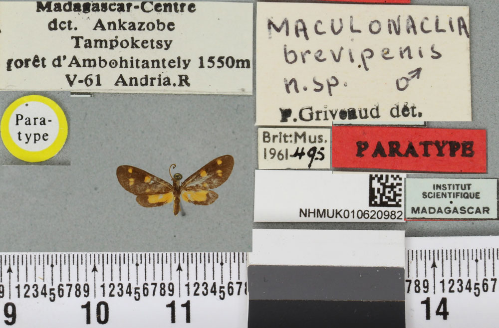 /filer/webapps/moths/media/images/B/brevipennis_Maculonaclia_PTM_BMNH_02a.jpg