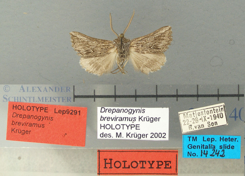 /filer/webapps/moths/media/images/B/breviramus_Drepanogynis_HT_TMSA.jpg