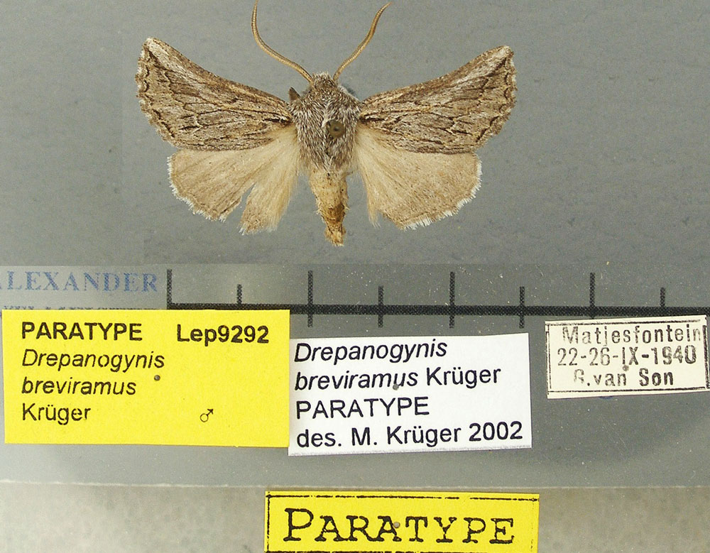 /filer/webapps/moths/media/images/B/breviramus_Drepanogynis_PT_TMSA.jpg