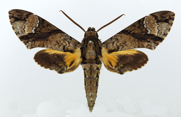 /filer/webapps/moths/media/images/B/brevis_Coelonia_AM_Basquin.jpg