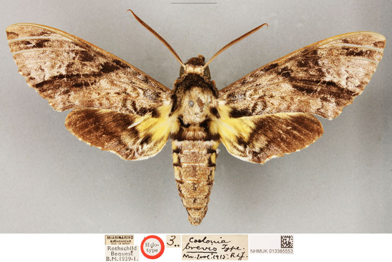 /filer/webapps/moths/media/images/B/brevis_Coelonia_HT_BMNH.jpg