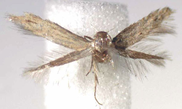 /filer/webapps/moths/media/images/B/brevis_Elachista_HT_RMCA.jpg