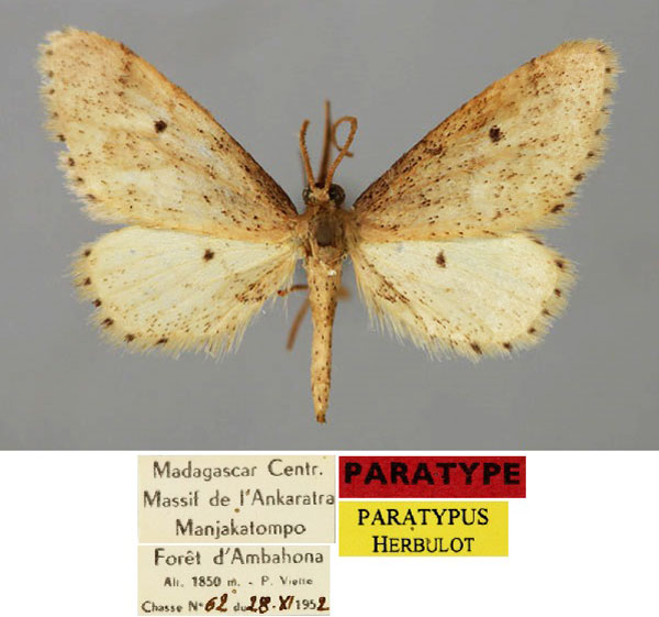 /filer/webapps/moths/media/images/B/brevissimipes_Idaea_PT_ZSM_01.jpg