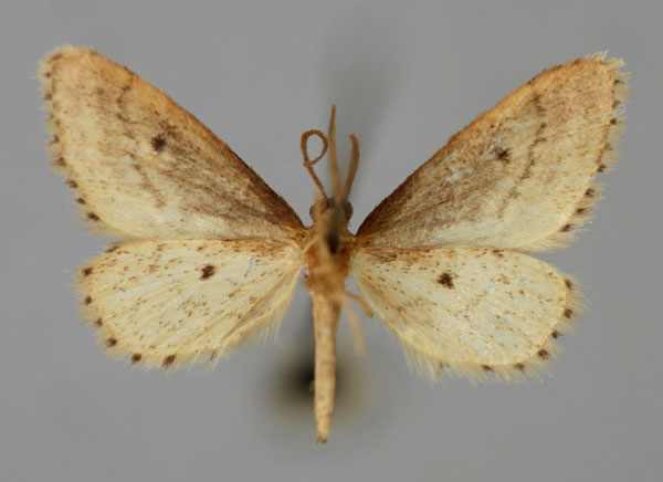 /filer/webapps/moths/media/images/B/brevissimipes_Idaea_PT_ZSM_02.jpg