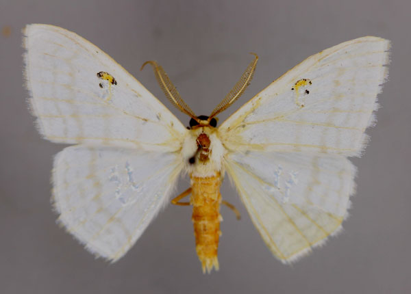 /filer/webapps/moths/media/images/B/brevitarsis_Problepsis_A_ZSM_01.jpg