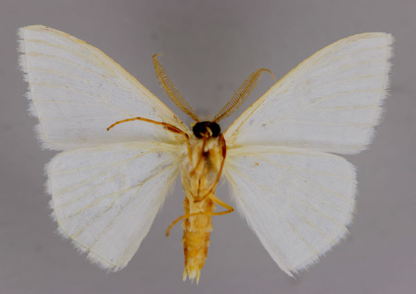 /filer/webapps/moths/media/images/B/brevitarsis_Problepsis_A_ZSM_02.jpg