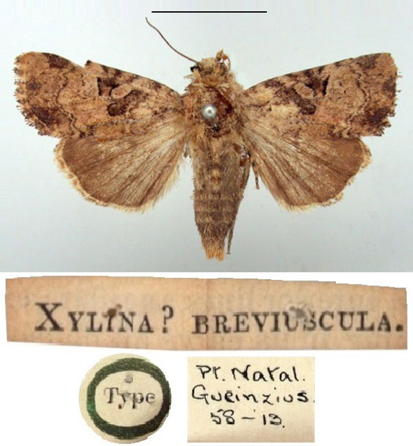 /filer/webapps/moths/media/images/B/breviuscula_Xylina_HT_BMNH.jpg