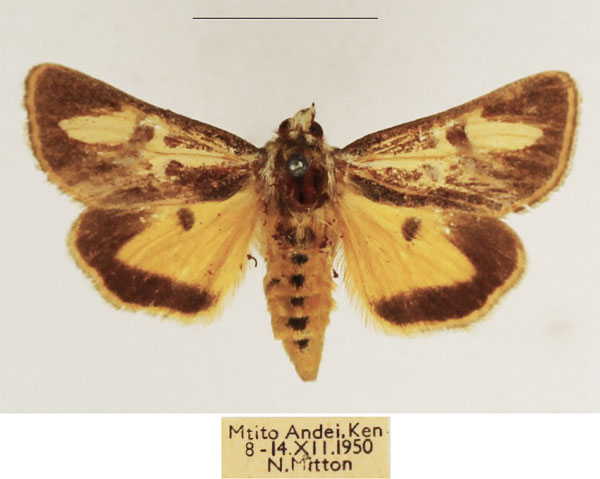 /filer/webapps/moths/media/images/B/brevivitta_Aegocera_AF_TMSA.jpg