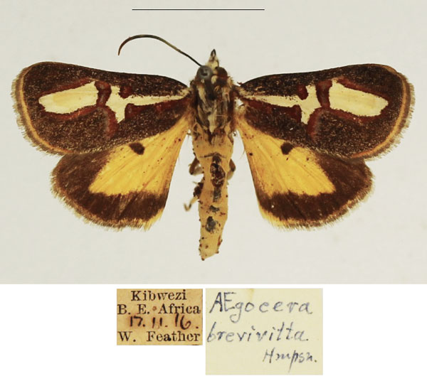 /filer/webapps/moths/media/images/B/brevivitta_Aegocera_AM_TMSA.jpg