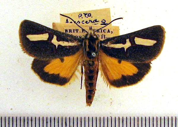 /filer/webapps/moths/media/images/B/brevivitta_Aegocera_A_HDOU_01.jpg