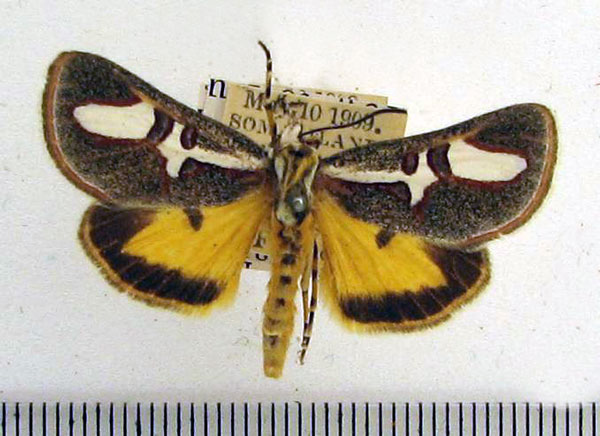 /filer/webapps/moths/media/images/B/brevivitta_Aegocera_A_HDOU_02.jpg