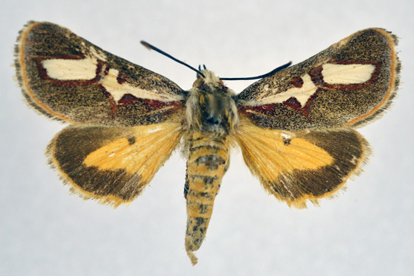 /filer/webapps/moths/media/images/B/brevivitta_Aegocera_A_NHMO.jpg