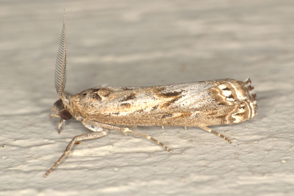 /filer/webapps/moths/media/images/B/brevivittalis_Prionapteryx_AM_Heynsa.jpg
