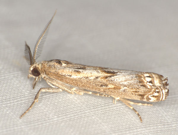 /filer/webapps/moths/media/images/B/brevivittalis_Prionapteryx_AM_Heynsc.jpg