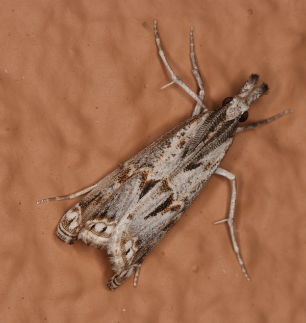 /filer/webapps/moths/media/images/B/brevivittalis_Prionapteryx_A_Roland_02.jpg