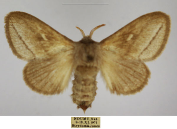 /filer/webapps/moths/media/images/B/breyeri_Sena_AF_TMSA.jpg