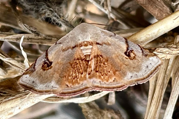 /filer/webapps/moths/media/images/B/brigitta_Eublemma_AF_Gmeiner_01.jpg