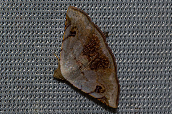 /filer/webapps/moths/media/images/B/brigitta_Eublemma_A_Wursten.jpg