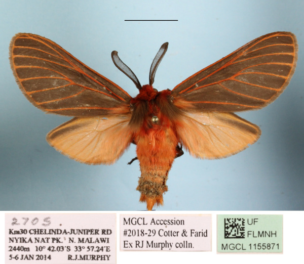 /filer/webapps/moths/media/images/B/brigitta_Metarctia_AM_MGCLa_01.JPG