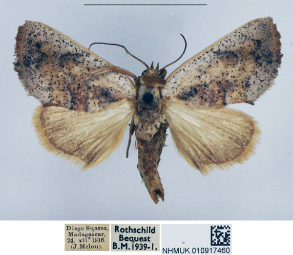 /filer/webapps/moths/media/images/B/brillans_Westermannia_AF_NHMUK.jpg