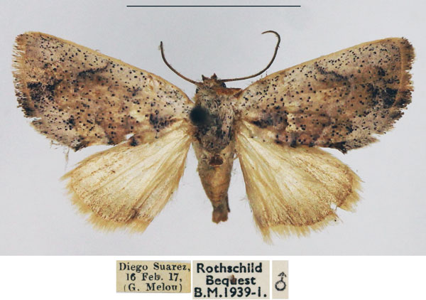 /filer/webapps/moths/media/images/B/brillans_Westermannia_AM_NHMUK.jpg