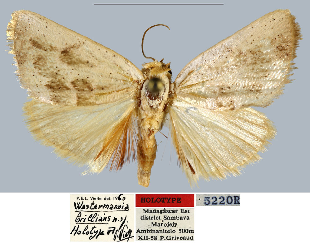 /filer/webapps/moths/media/images/B/brillans_Westermannia_HT_MNHN.jpg